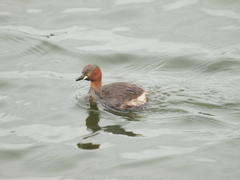 Tachybaptus ruficollis