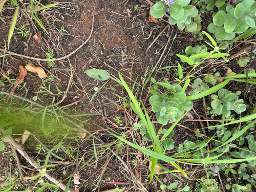 Echinochloa colonum observed 2026-05-18