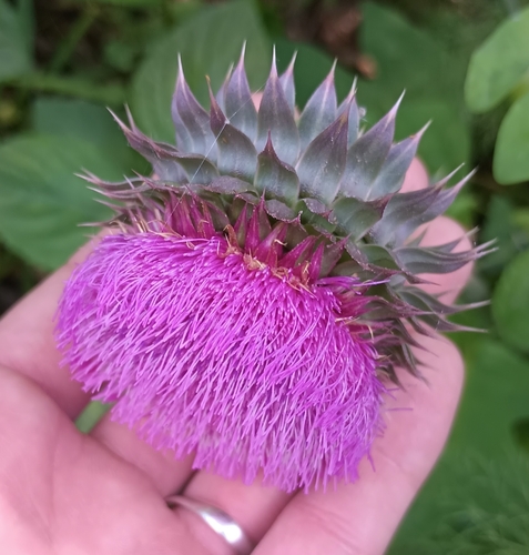 musk thistle