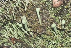 Cladonia humilis