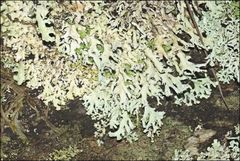 Hypogymnia subphysodes