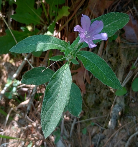 Carolina Ruellia