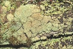 Neophyllis melacarpa