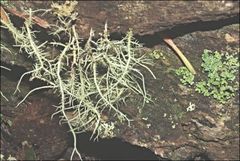 Usnea inermis