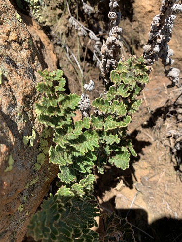 Cheilanthes inaequalis, 2020-03-08