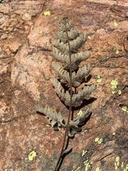 Cheilanthes inaequalis