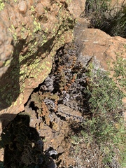 Cheilanthes inaequalis