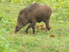 Sus scrofa cristatus
