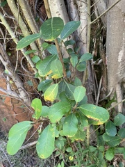 Ficus burkei
