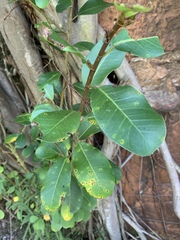 Ficus burkei