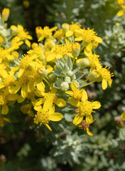 Euryops tysonii