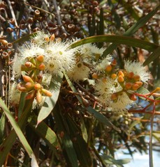 Eucalyptus odorata