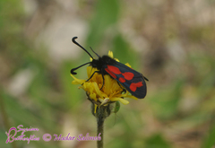 Zygaena graslini