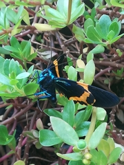 Milionia zonea pryeri