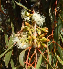 Eucalyptus odorata