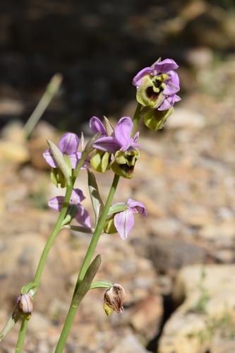 Sawfly Orchid