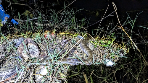 Hypsiscopus plumbea