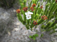 Euchaetis meridionalis