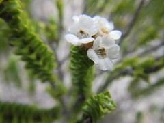 Euchaetis meridionalis