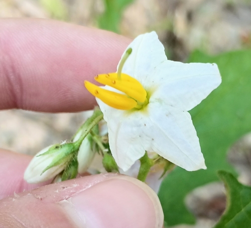 Carolina horsenettle