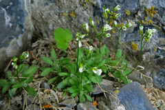 Draba lonchocarpa