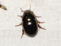 Tropisternus collaris viridis