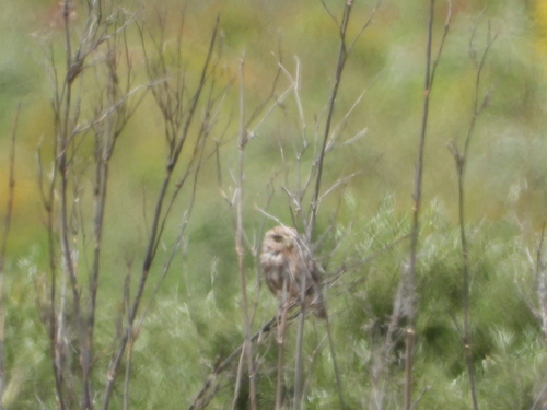 Little Owl