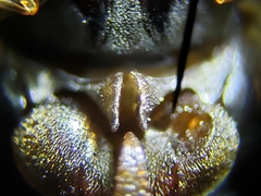 Tropisternus collaris viridis