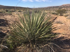 Yucca utahensis
