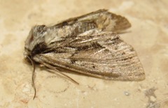 Hyppa rectilinea