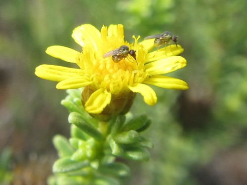 Image of Oedera uniflora by (c) douglaseustonbrown, some rights reserved (CC BY-SA)