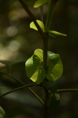 Otonephelium stipulaceum