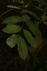 Otonephelium stipulaceum