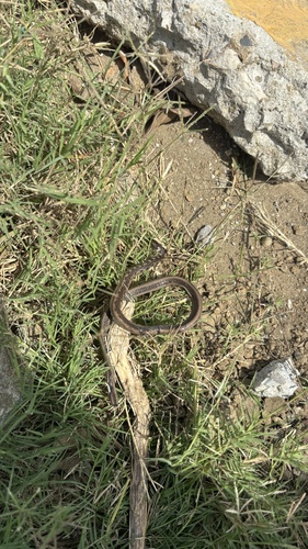 Peters' Running Snake