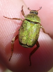 Hoplia