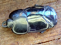 Hololepta plana