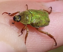 Hoplia