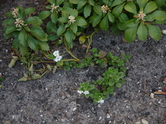 Chaenostoma cordatum