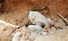 Riopa albopunctata