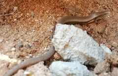 Riopa albopunctata