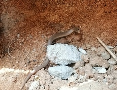 Riopa albopunctata