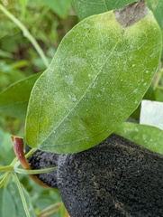 Erysiphe akebiae