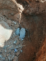 Riopa albopunctata