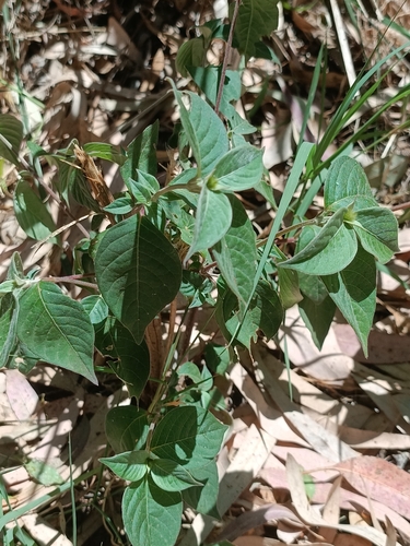 Achyranthes sicula observed 2026-05-18
