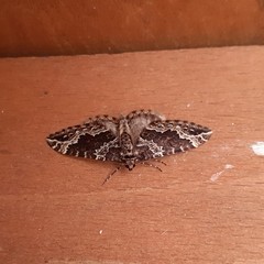 Lampropteryx suffumata