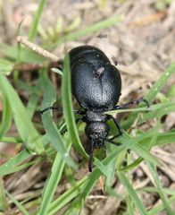 Meloe brevicollis