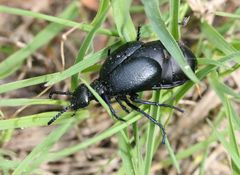 Meloe brevicollis