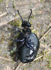 Meloe brevicollis