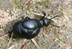 Meloe brevicollis
