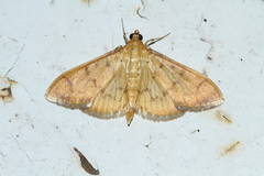 Patania balteata